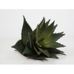 Stor Aloe vera p stilk <br><br> 24 cm