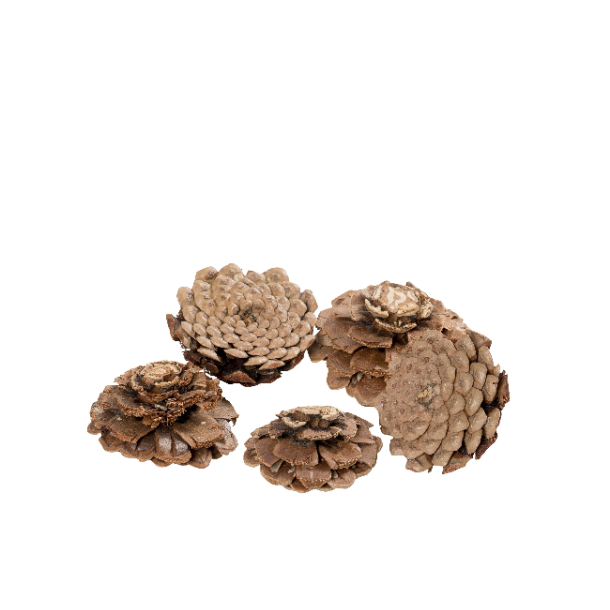 Austriaca rosekogle <br><br> 10 stk. <br><br>