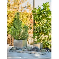 Rektangulr bakke <br><br> galvaniseret <br><br> mini - 40 x 18 x 2 cm <br><br> 