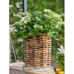 Rund bakke <br><br> galvaniseret <br><br> mini - �34 x h4 cm <br><br> 