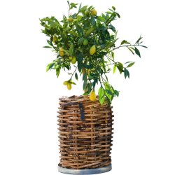 Rund bakke <br><br> galvaniseret <br><br> mini - �34 x h4 cm <br><br> 