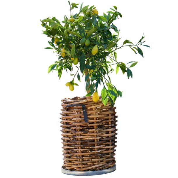 Rund bakke <br><br> galvaniseret <br><br> maxi - 50 x h4 cm <br><br> 