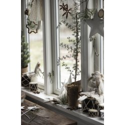 Cedertr i potte <br><br> 75 cm <br><br> Forventes p lager igen julen 2025