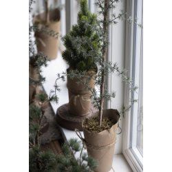 Cedertr i potte <br><br> 75 cm <br><br> Forventes p lager igen julen 2025