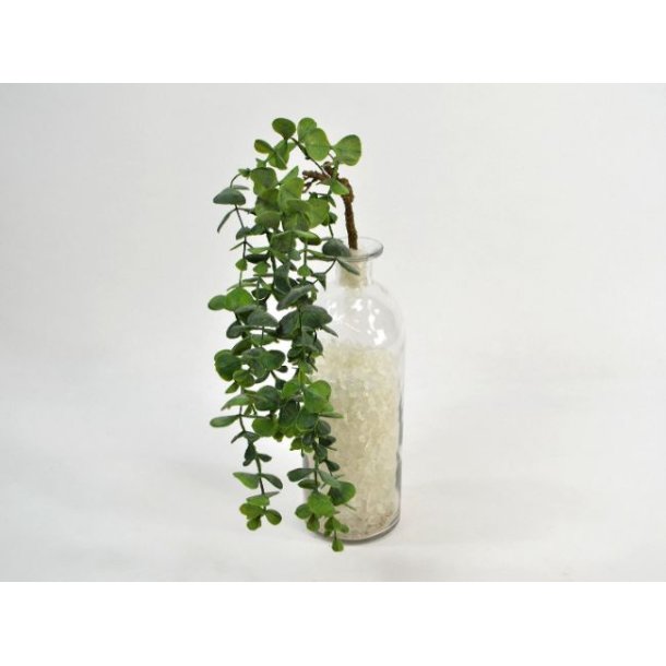 Eucalyptus ranke <br><br> L 45 cm <br><br> 