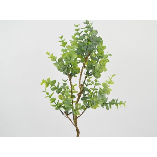 Eucalyptus gren <br><br> grn <br><br> L 53 cm