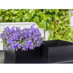 Firkantet plantebakke <br><br> sort <br><br> Midi - 26 x 26 x 9,5 cm <br><br>