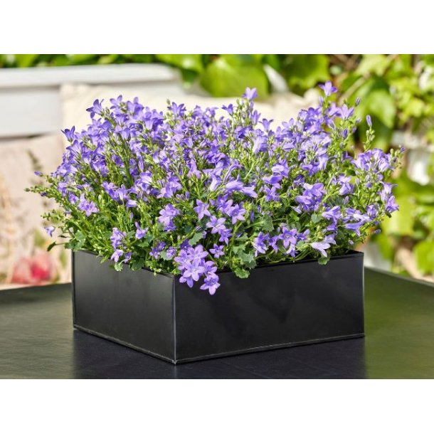 Firkantet plantebakke <br><br> sort <br><br> Mini - 22 x 22 x 9 cm <br><br>