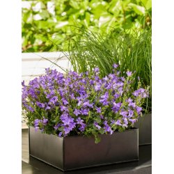 Firkantet plantebakke <br><br> sort <br><br> Maxi - 31 x 31 x 10 cm <br><br>