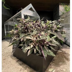 Rektangulr plantebakke <br><br> sort <br><br> Small - L56,5 x B32 cm