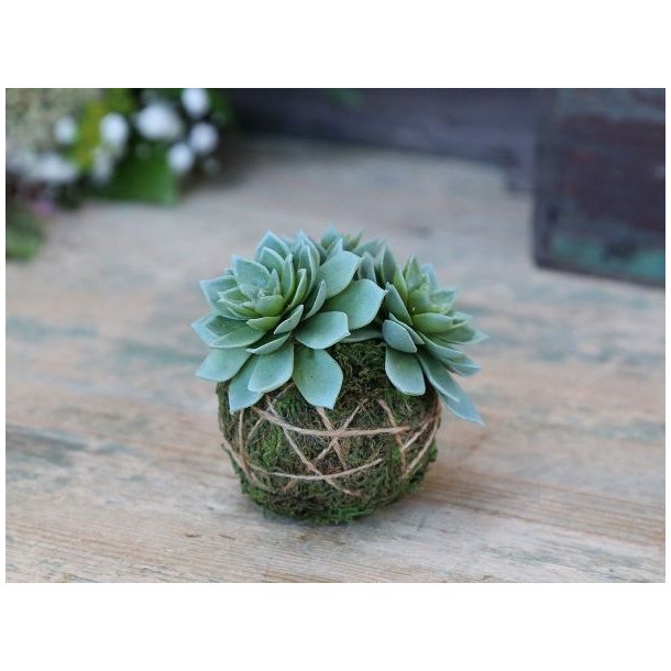 Fleur moskugle <br><br> m. husl�g <br><br> 8 cm