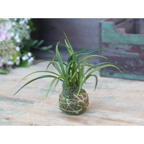 Fleur moskugle <br><br> m. plante <br><br> 14 cm <br><br> 