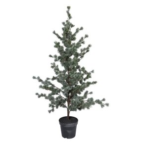FREY cedertr� i plastpotte <br><br> 157 cm <br><br>
