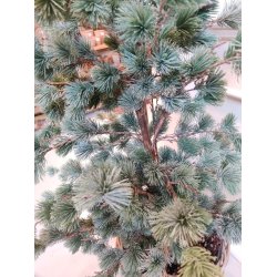 FREY cedertr� i plastpotte <br><br> 119 cm <br><br>