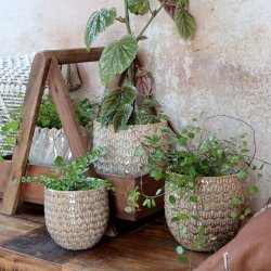 Gaston skjuler m. mnster <br><br> 14 x 14 cm <br><br> latte <br><br>