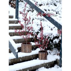 Grimaud trspand /skjuler <br><br> vlg variant <br><br> 