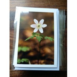 Kort m. kuvert <br><br> 7,4 x 10,5 cm <br><br> V�lg motiv <br><br> 2. SORTERING <br><br>