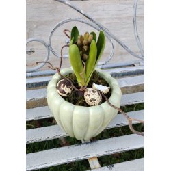 Potteskjuler pumpkin <br><br> Vlg mellem 2 strrelser <br><br> 