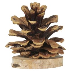 Kogle m. fod <br><br> 