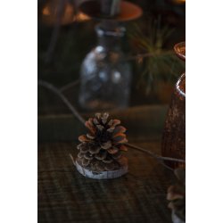 Kogle m. fod <br><br> 