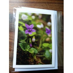 Kort m. kuvert <br><br> 7,4 x 10,5 cm <br><br> V�lg motiv <br><br> 2. SORTERING <br><br>