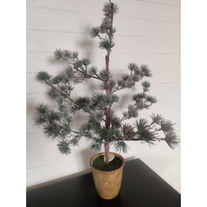 Pynte grantr� m. is look  <br><br> i potte <br><br> H60 CM <br><br> RESTSALG <br><br>