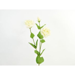 Lisianthus <br><br> Real touch <br><br> Creme <br><br> L 71 cm