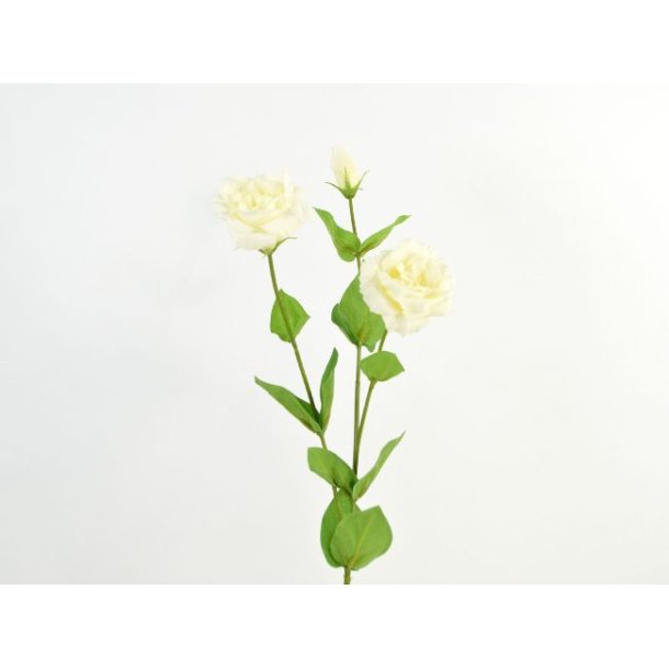 Lisianthus <br><br> Real touch <br><br> Creme <br><br> L 71 cm