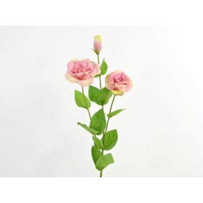 Lisianthus <br><br> Real touch <br><br> Gammel rosa <br><br> L 71 cm