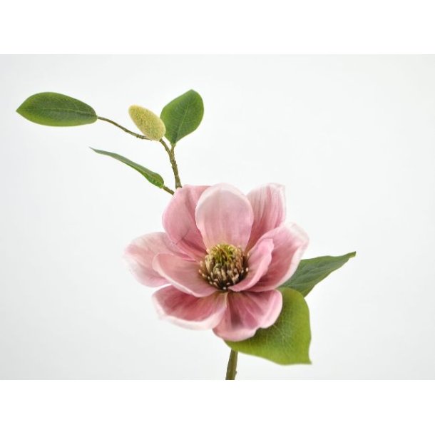 Magnolia gren <br><br> gammel rosa <br><br> L 46 cm