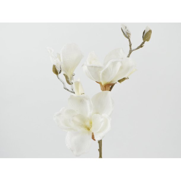 Magnolia gren m. sne <br><br> creme/hvid <br><br> L 50 cm <br><br> 