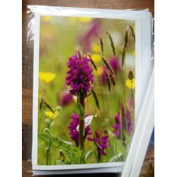 Kort m. kuvert <br><br> 10,5 x 14,8 cm <br><br> V�lg motiv <br><br> 2. SORTERING <br><br>