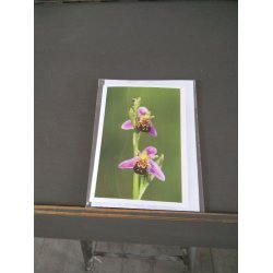 Kort m. kuvert <br><br> 10,5 x 14,8 cm <br><br> V�lg motiv <br><br> 2. SORTERING <br><br>