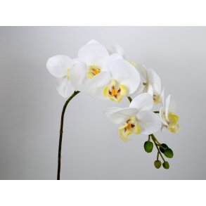 Orkid gren <br><br> Phalaenopsis <br><br> L 70 cm