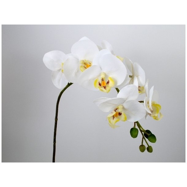 Orkidé gren <br><br> Phalaenopsis <br><br> L 70 cm