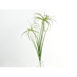 Papyrus grs <br><br>  L 66 cm