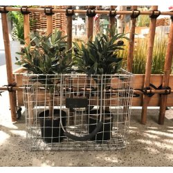 Picnic trdkurv <br><br> maxi <br><br> L43 x B23 x H33 cm