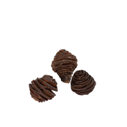 Platyspernum kogler <br><br> 5 stk. <br><br>