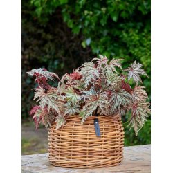 Rattan urtepotter <br><br> konisk <br><br> St af 3 str. <br><br>