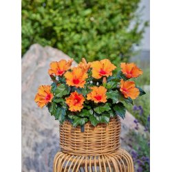 Rattan urtepotter <br><br> konisk <br><br> St af 3 str. <br><br>