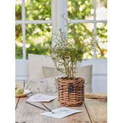 Rattan urtepotter <br><br> st af 3 str. <br><br>