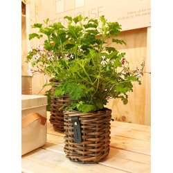 Rattan urtepotter <br><br> st af 3 str. <br><br>