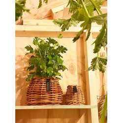 Rattan urtepotter <br><br> konisk <br><br> St af 3 str. <br><br>