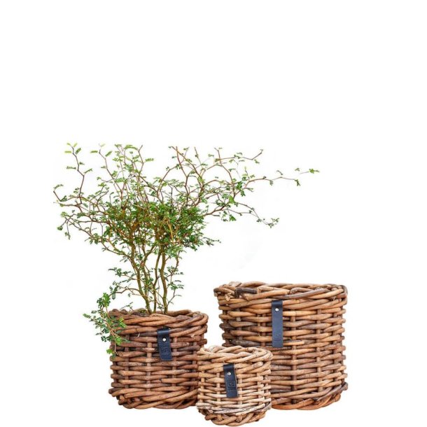 Rattan urtepotter <br><br> st af 3 str. <br><br>