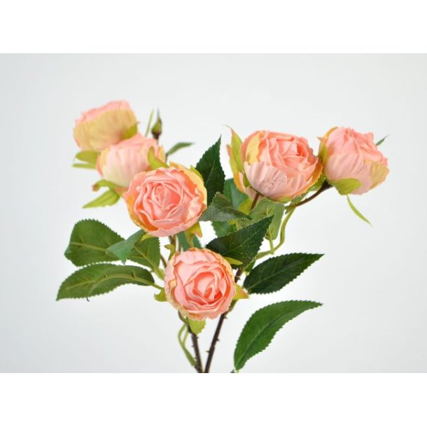 Rose <br><br> rosa <br><br> L 48 cm