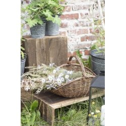 Stilkeblomst <br><br> cremefarvede nuancer <br><br> 