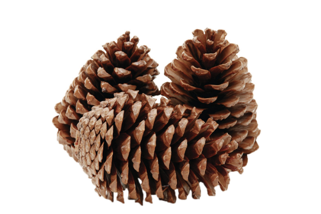 Store Kogler | 12-16 cm | Fri fragt fra 599,-