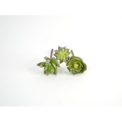 Sukkulenter /huslg <br><br> 3 stk. i ps.<br><br> Perfekt til dekorationer <br><br> 