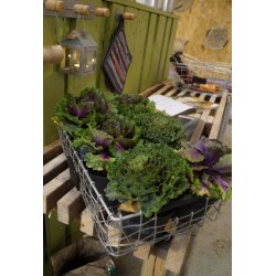 Firkantet trdbakke <br><br> midi <br><br> L43 x B28 x H11 cm