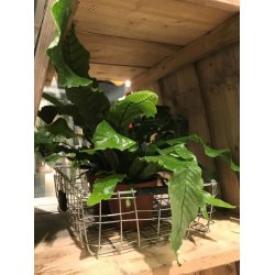 Firkantet trdbakke <br><br> midi <br><br> L43 x B28 x H11 cm